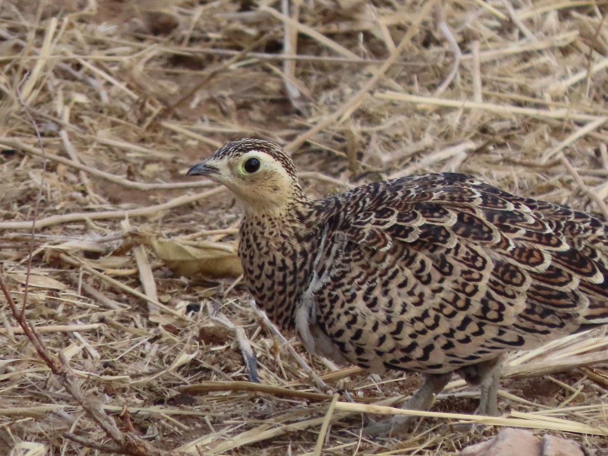 Schmuckflughuhn - ML646365127