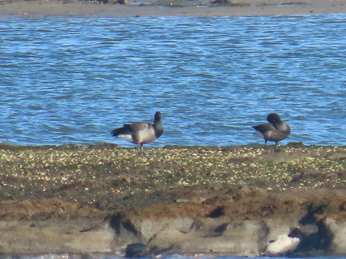 Ringelgans - ML646365128