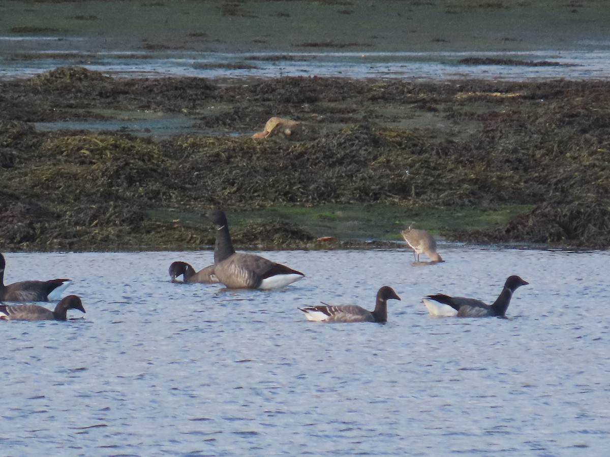 Ringelgans - ML646365129