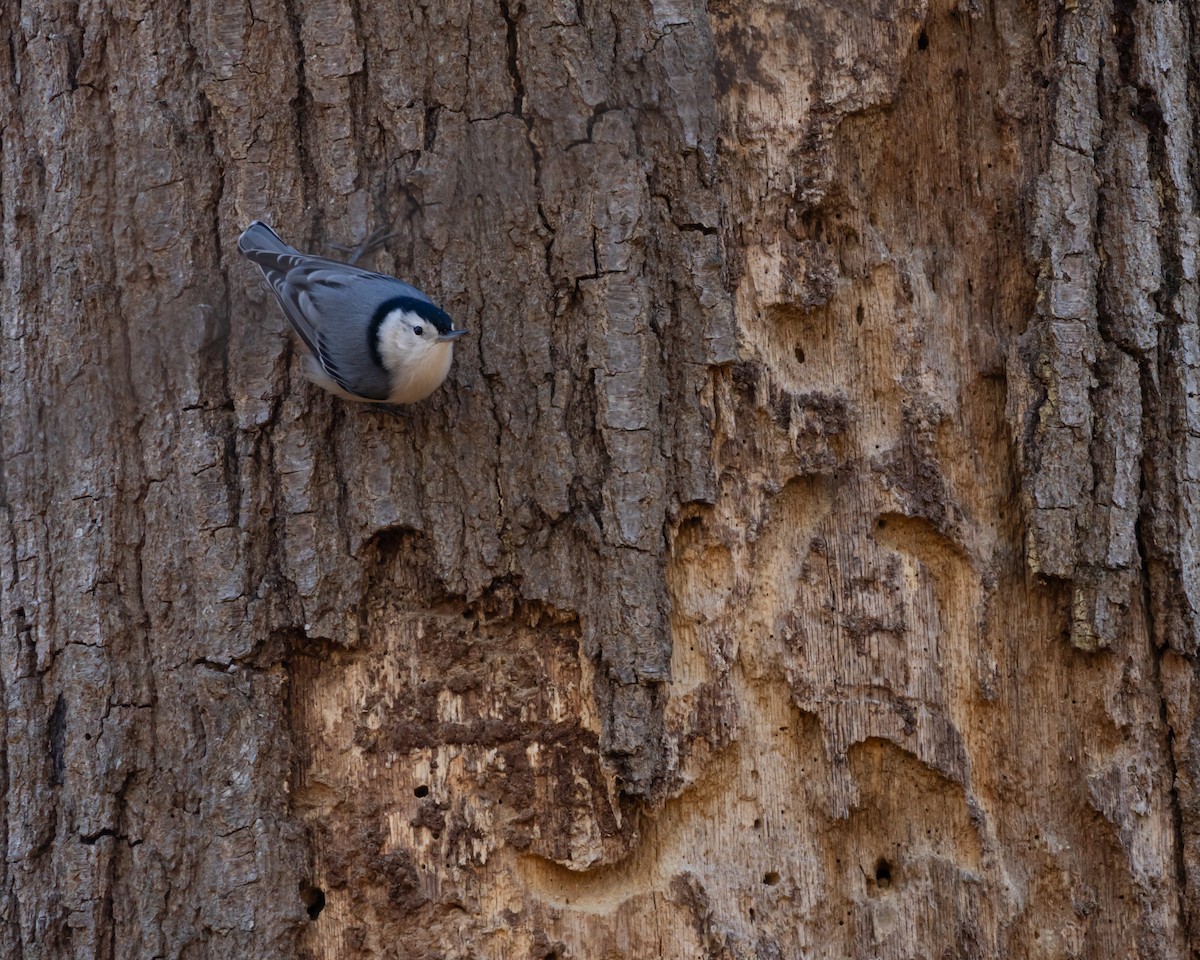 Weißbrustkleiber - ML646365131