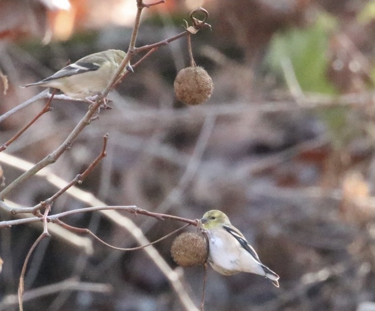 Goldzeisig - ML646365132