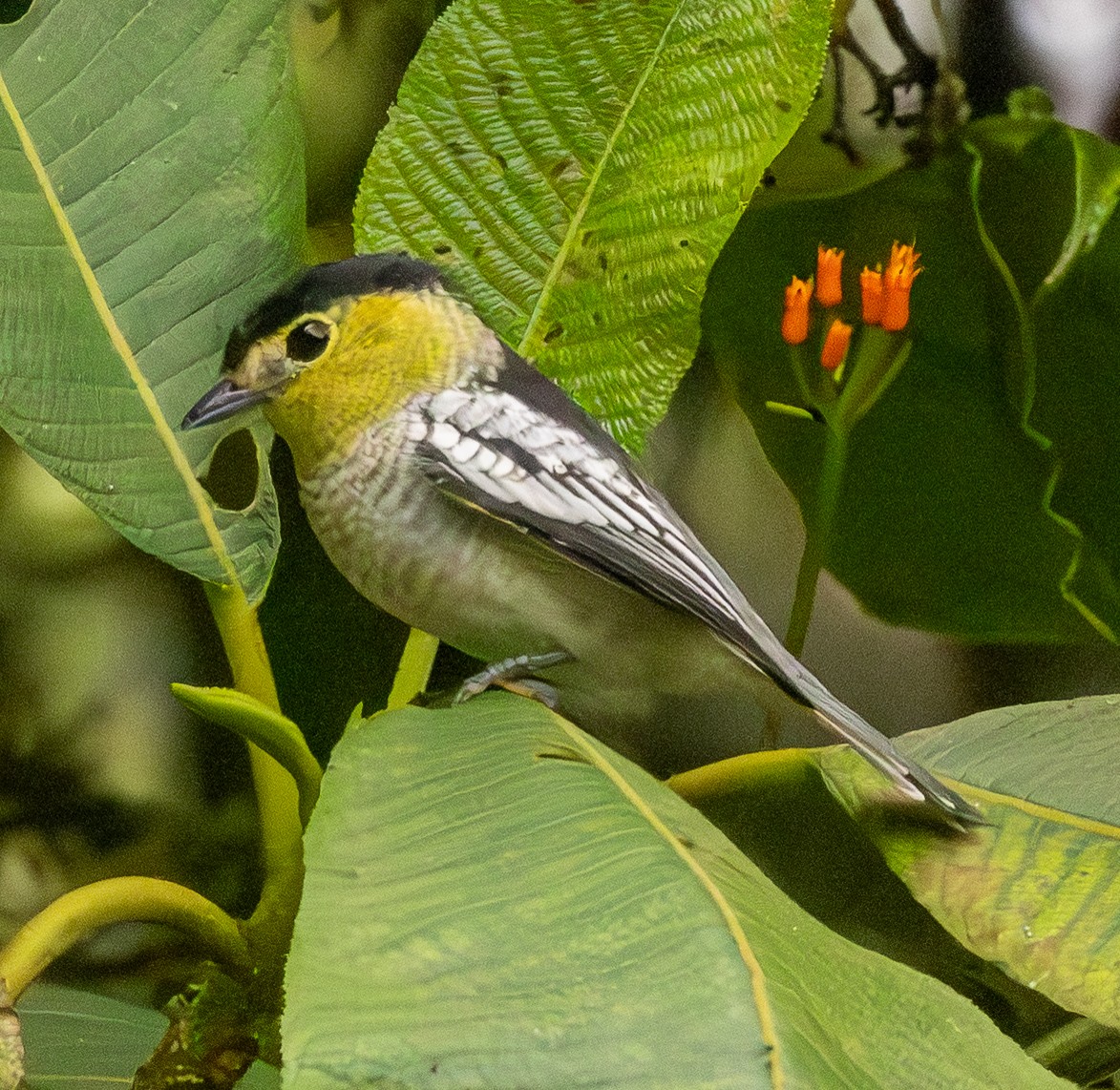 Wellenbekarde - ML646365133