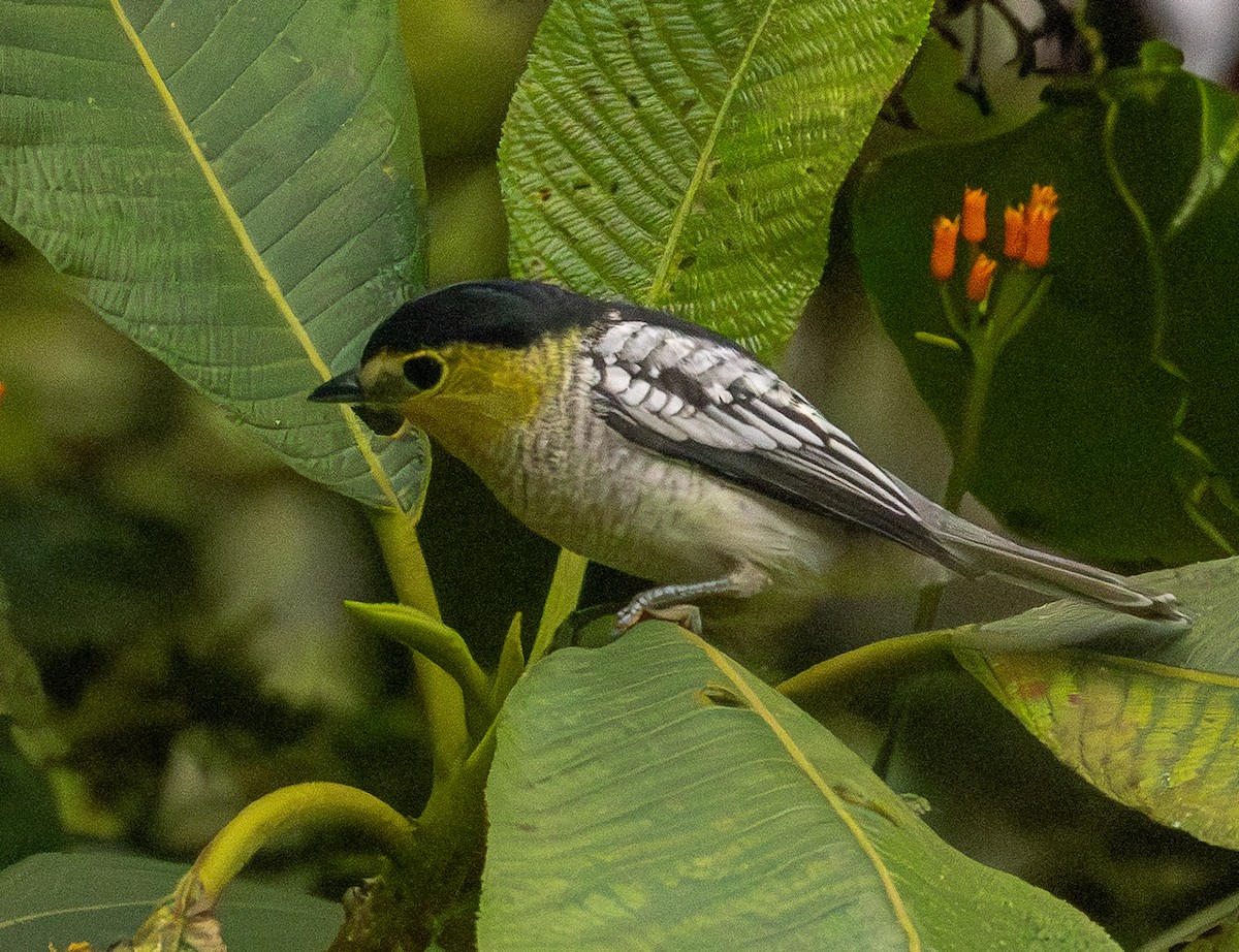 Wellenbekarde - ML646365134