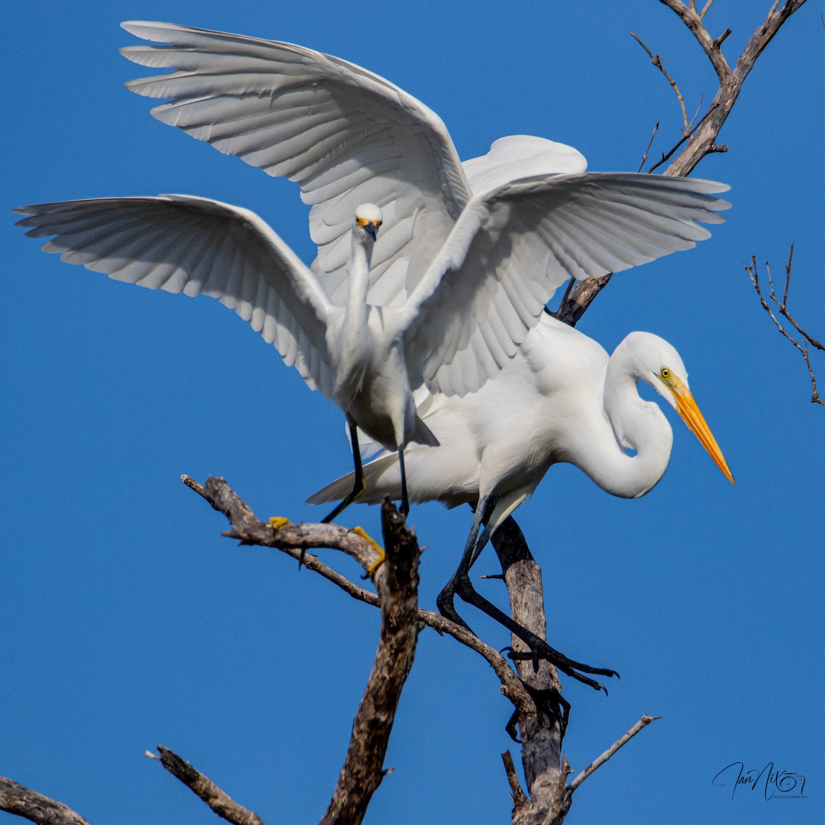 Silberreiher - ML646365135