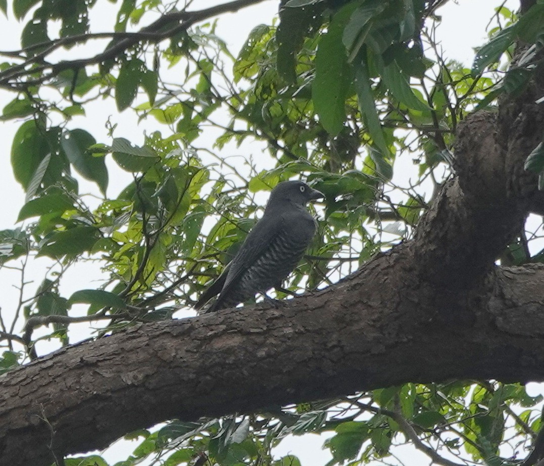 Bindenraupenfänger [striata-Gruppe] - ML646365136