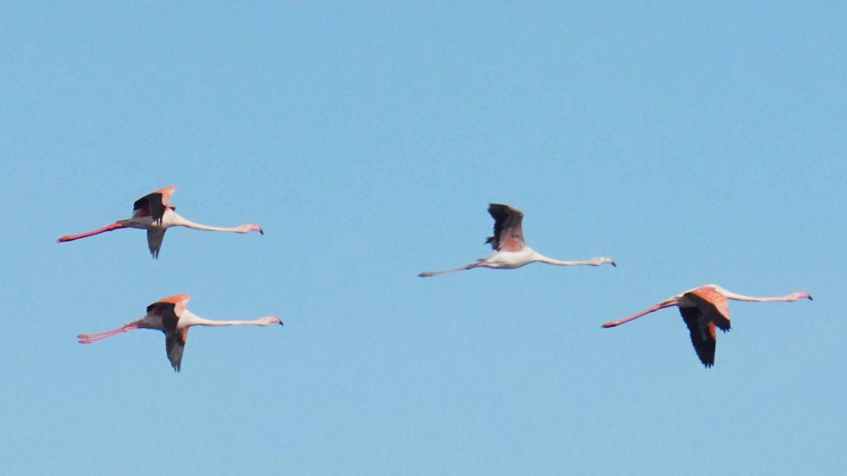 Rosaflamingo - ML646365137