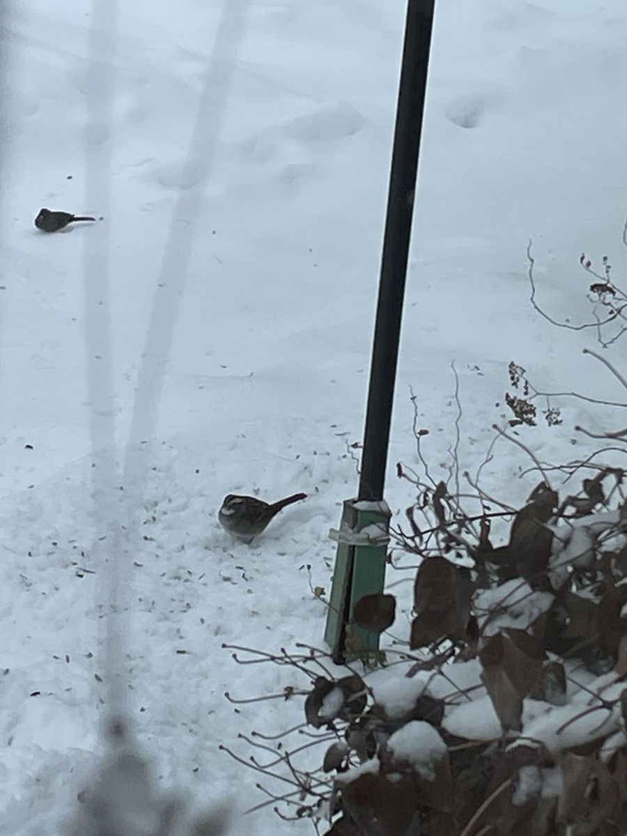 Weißkehlammer - ML646365138