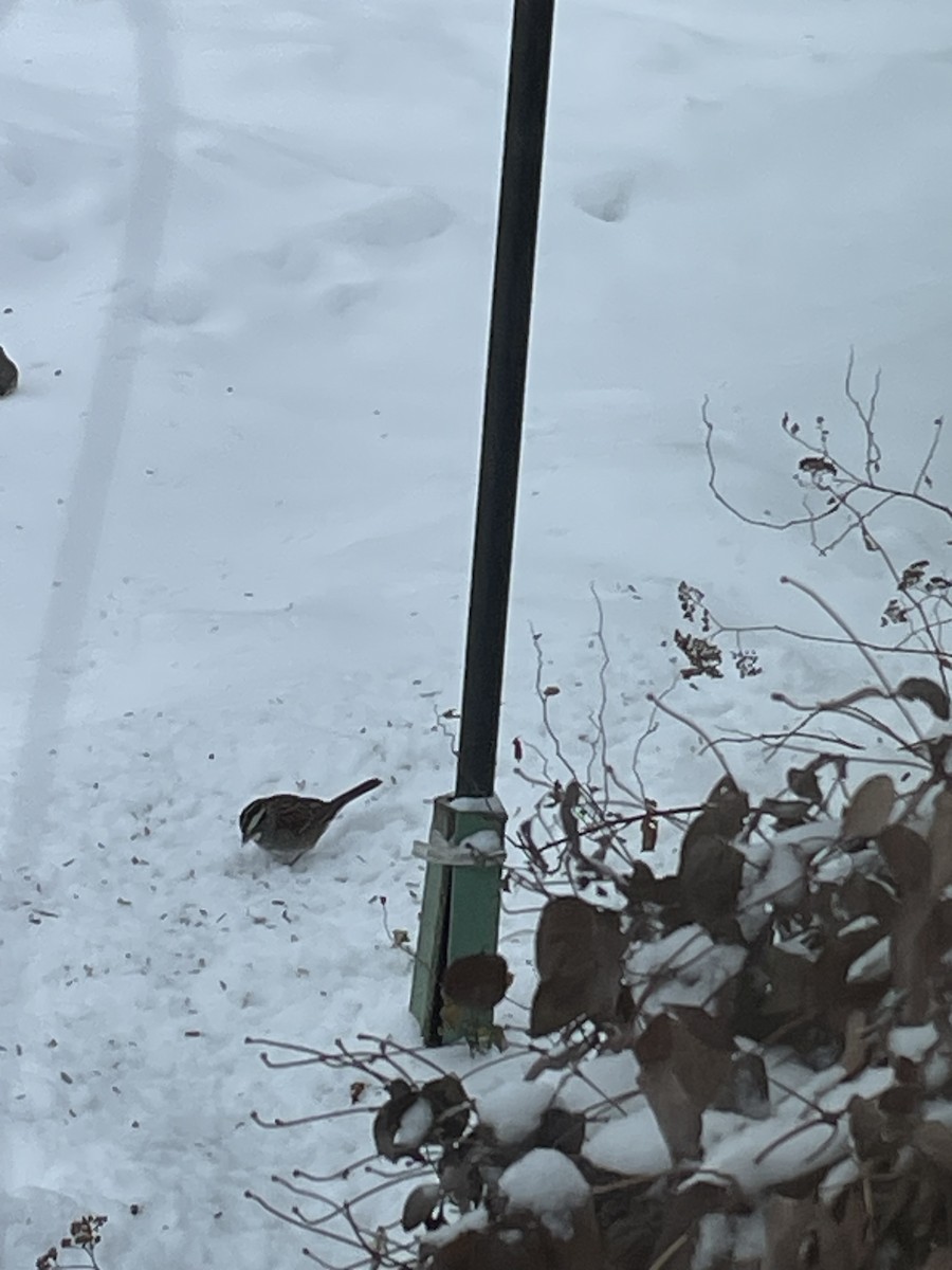 Weißkehlammer - ML646365139