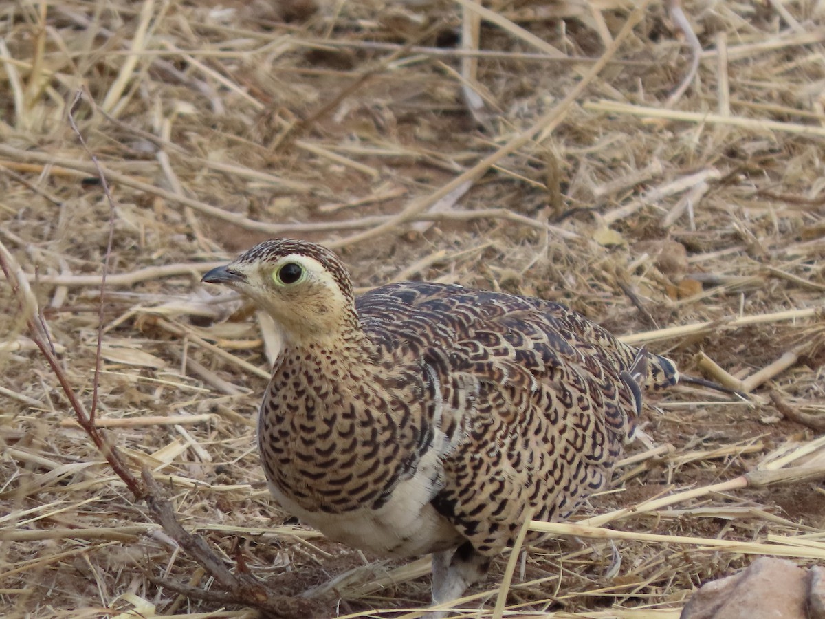 Schmuckflughuhn - ML646365140