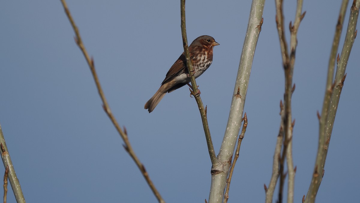 Fuchsammer - ML646365141