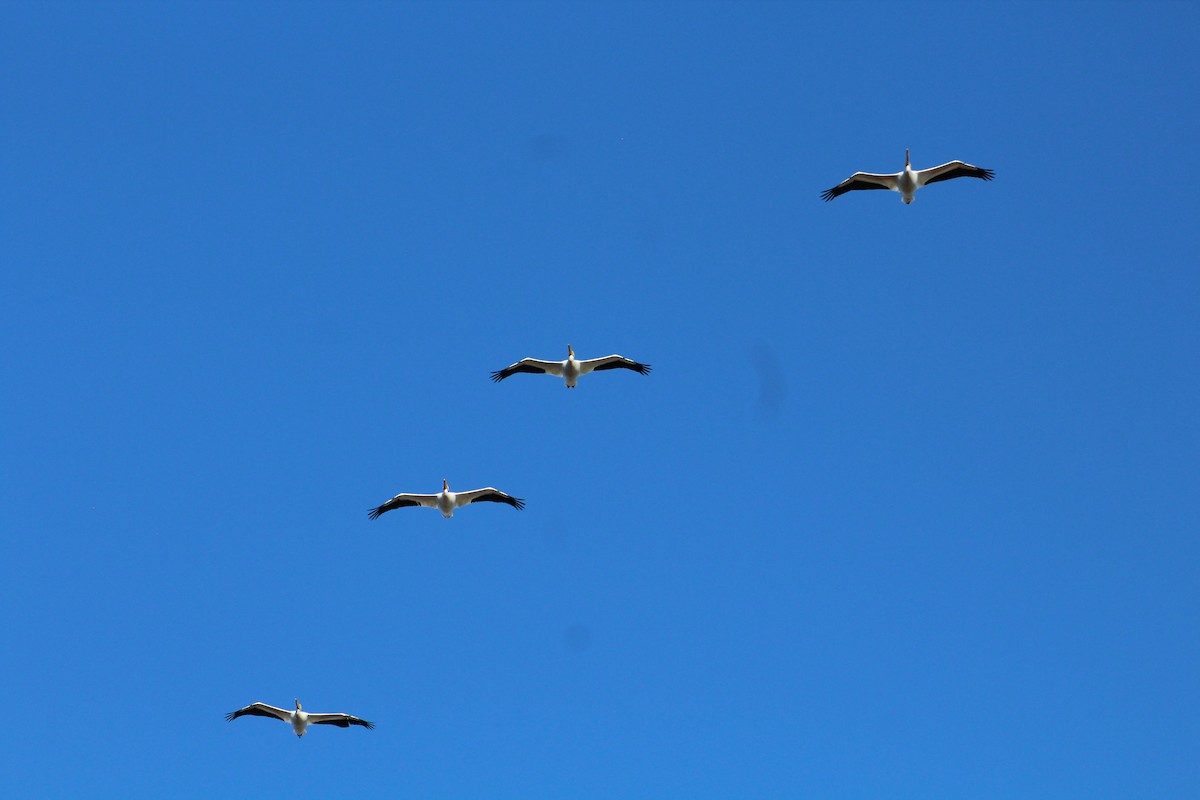 Nashornpelikan - ML646365142