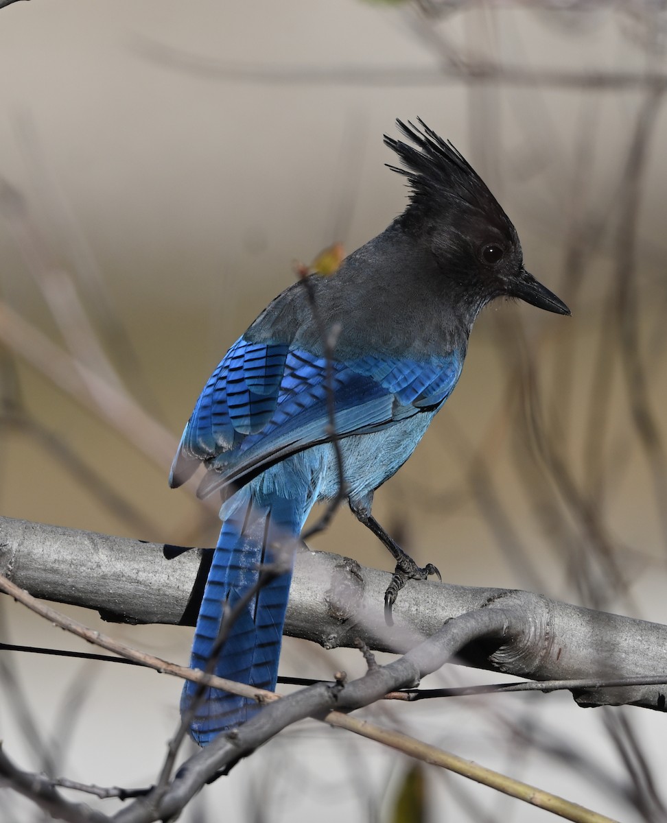 Steller Kargası [stelleri grubu] - ML646365144