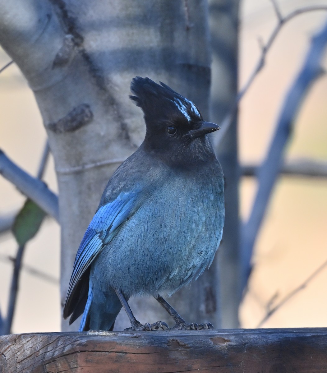 Steller Kargası [stelleri grubu] - ML646365145