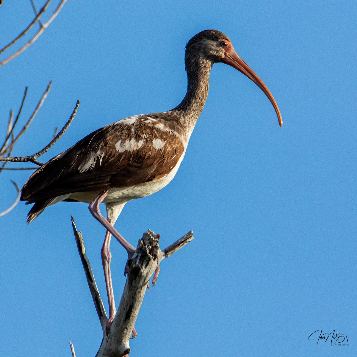 White Ibis - ML646365152