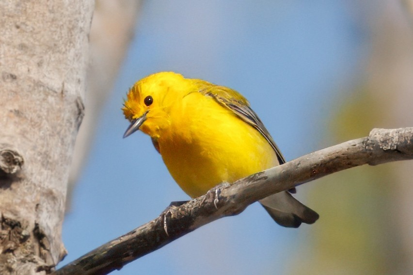 Prothonotary Warbler - ML646365153