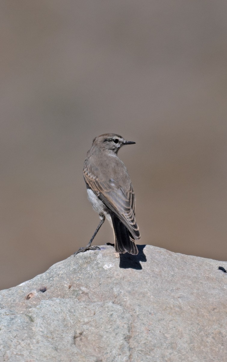 White-browed Ground-Tyrant - ML646365154