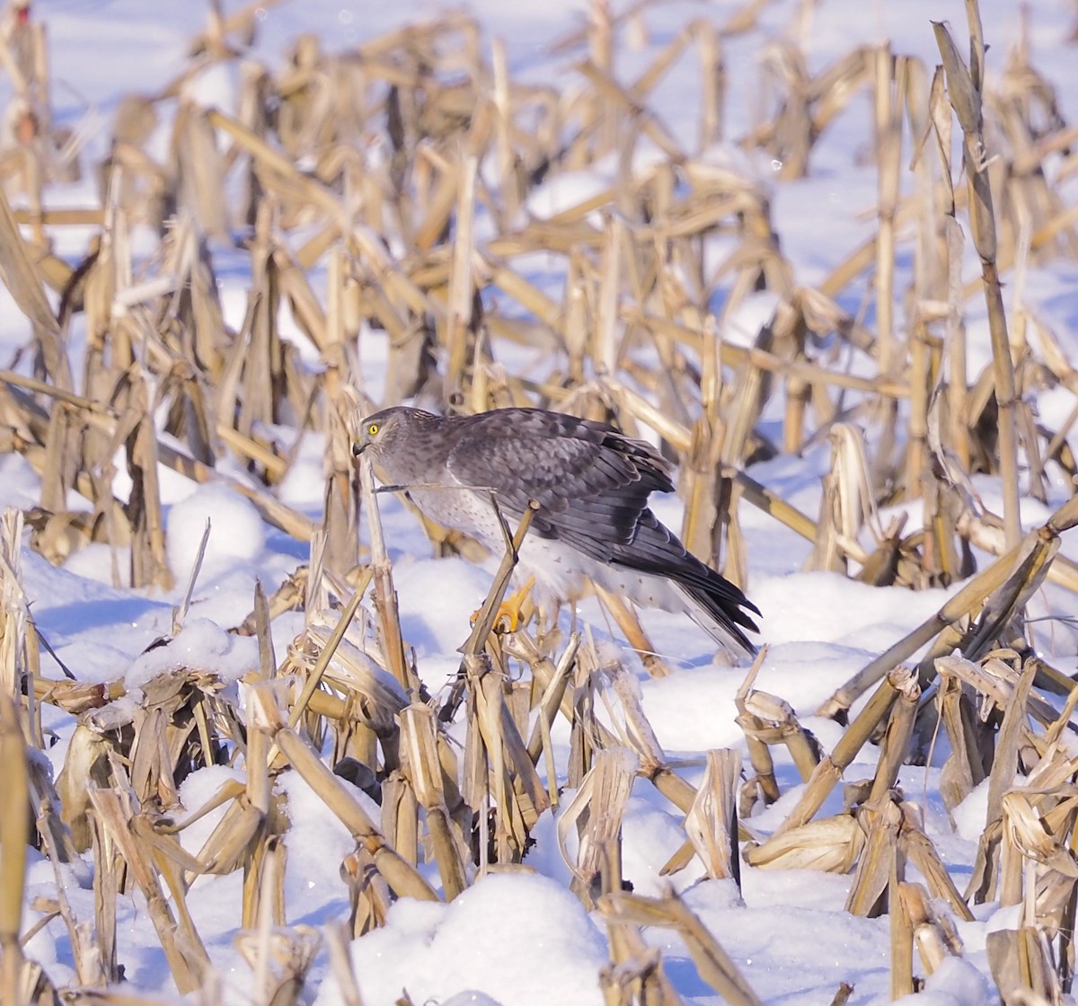 Northern Harrier - ML646365173