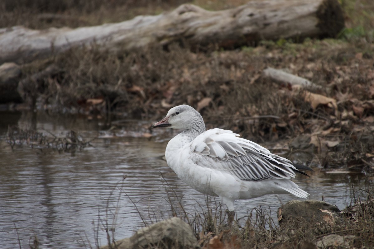 Snow Goose - ML646365174