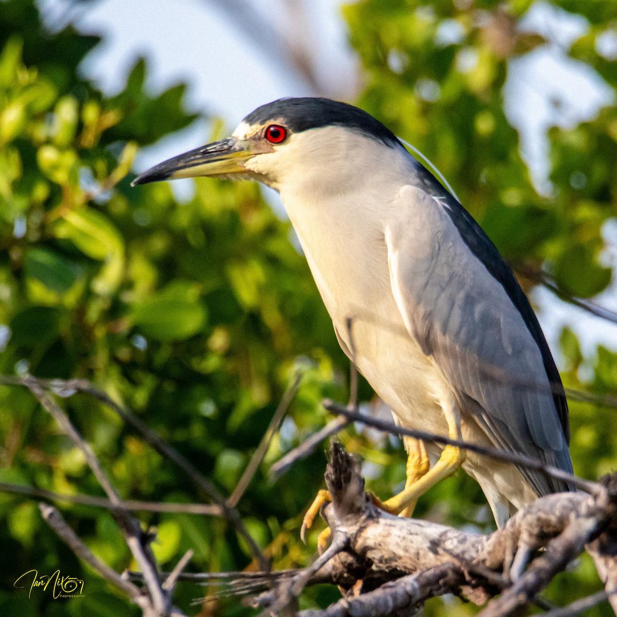 Black-crowned Night Heron - ML646365175