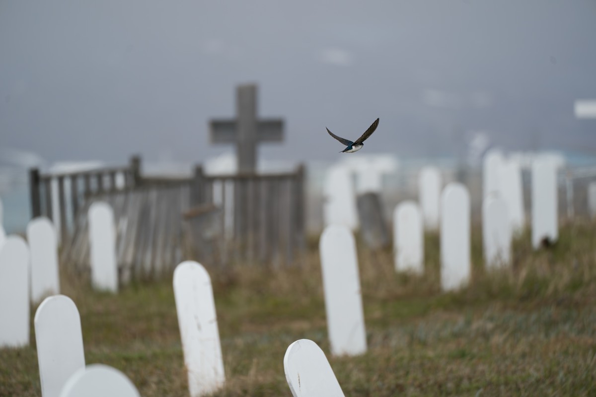 Tree Swallow - ML646365179