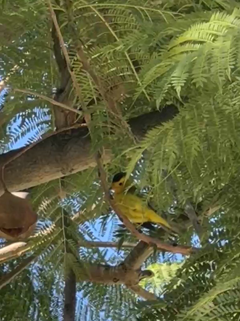 Wilson's Warbler - ML646365181