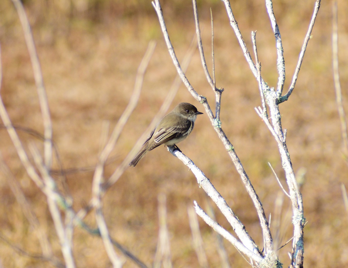 ツキヒメハエトリ - ML646365182