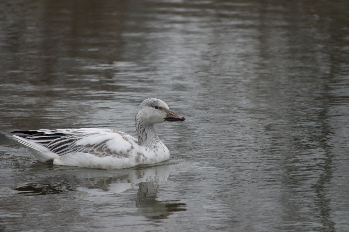 Snow Goose - ML646365183