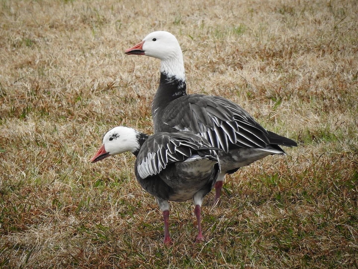 Snow Goose - ML646365186