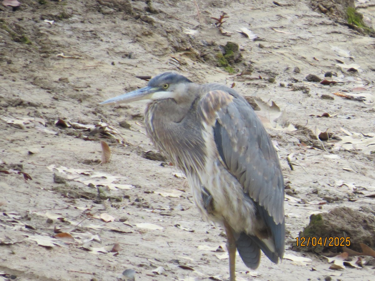 Great Blue Heron - ML646365188