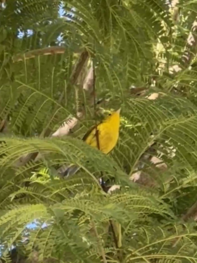 Wilson's Warbler - ML646365189