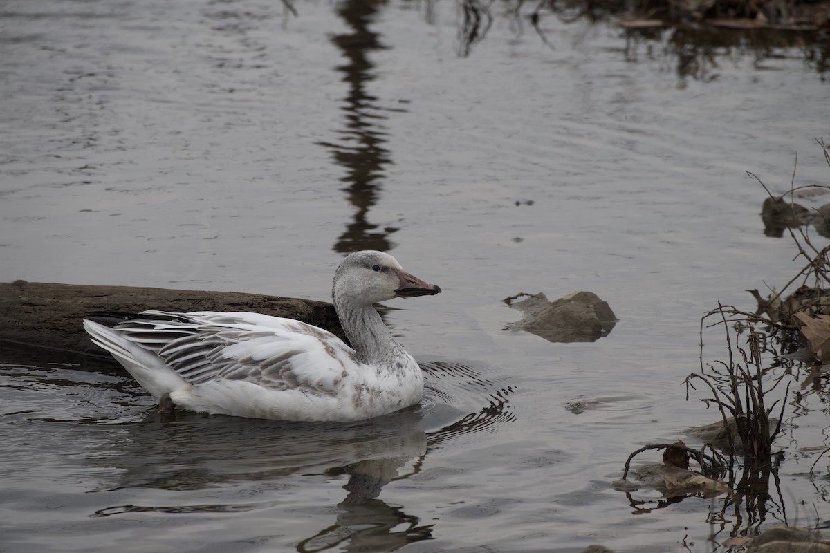 Snow Goose - ML646365191