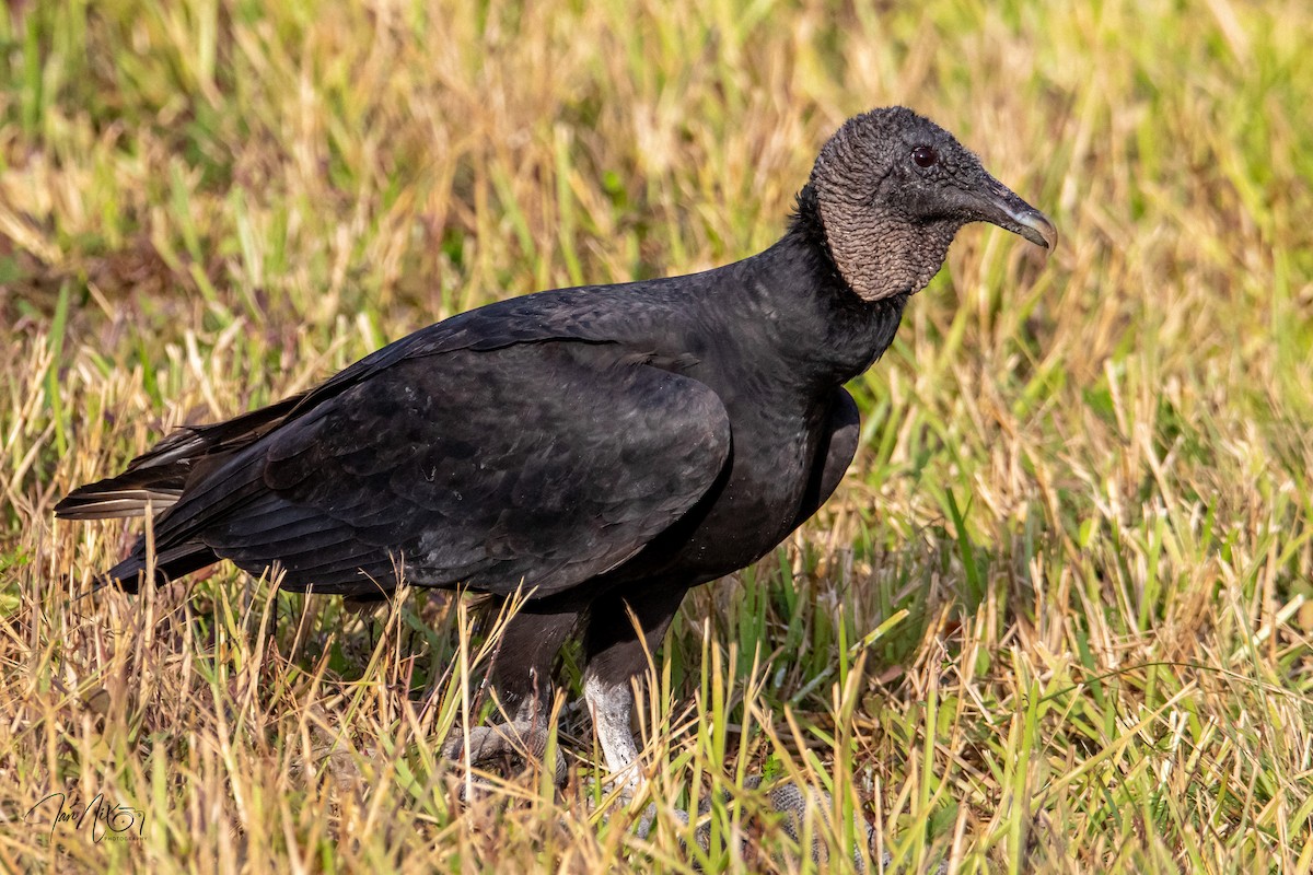 Black Vulture - ML646365192