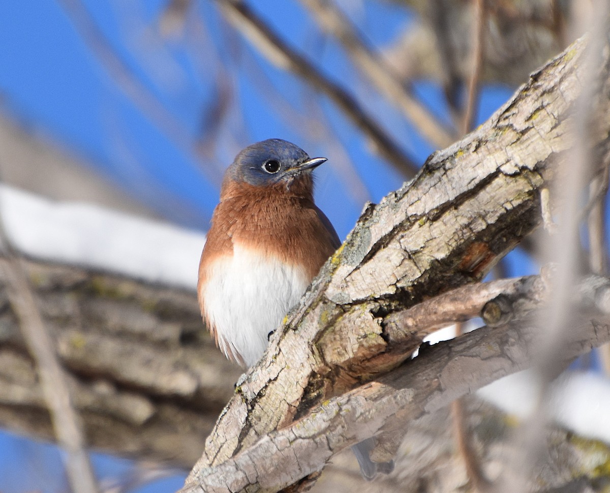 Eastern Bluebird - ML646365194