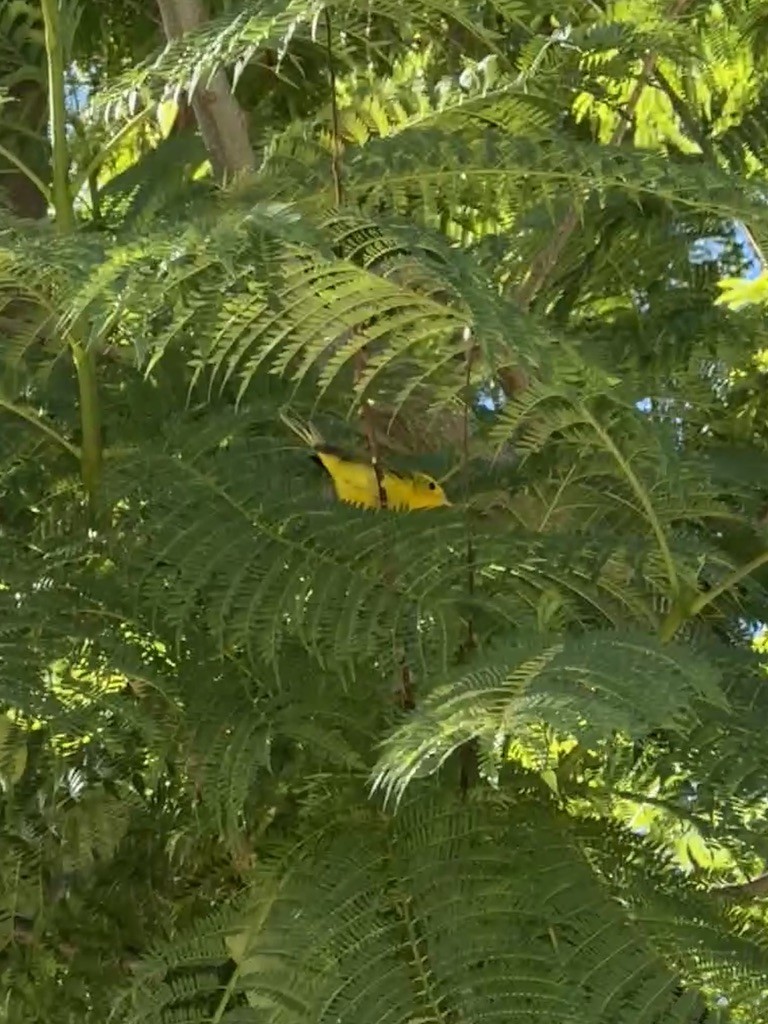 Wilson's Warbler - ML646365195