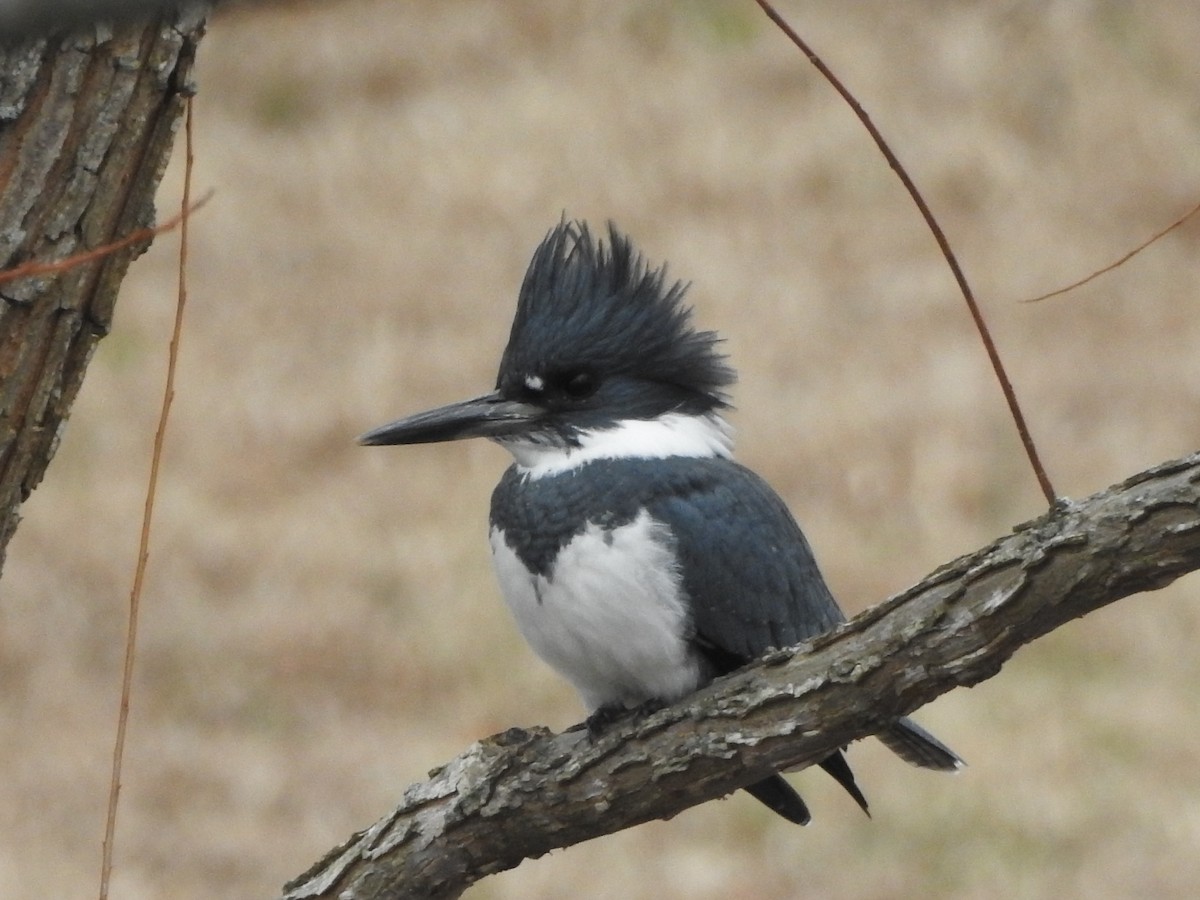 Belted Kingfisher - ML646365196