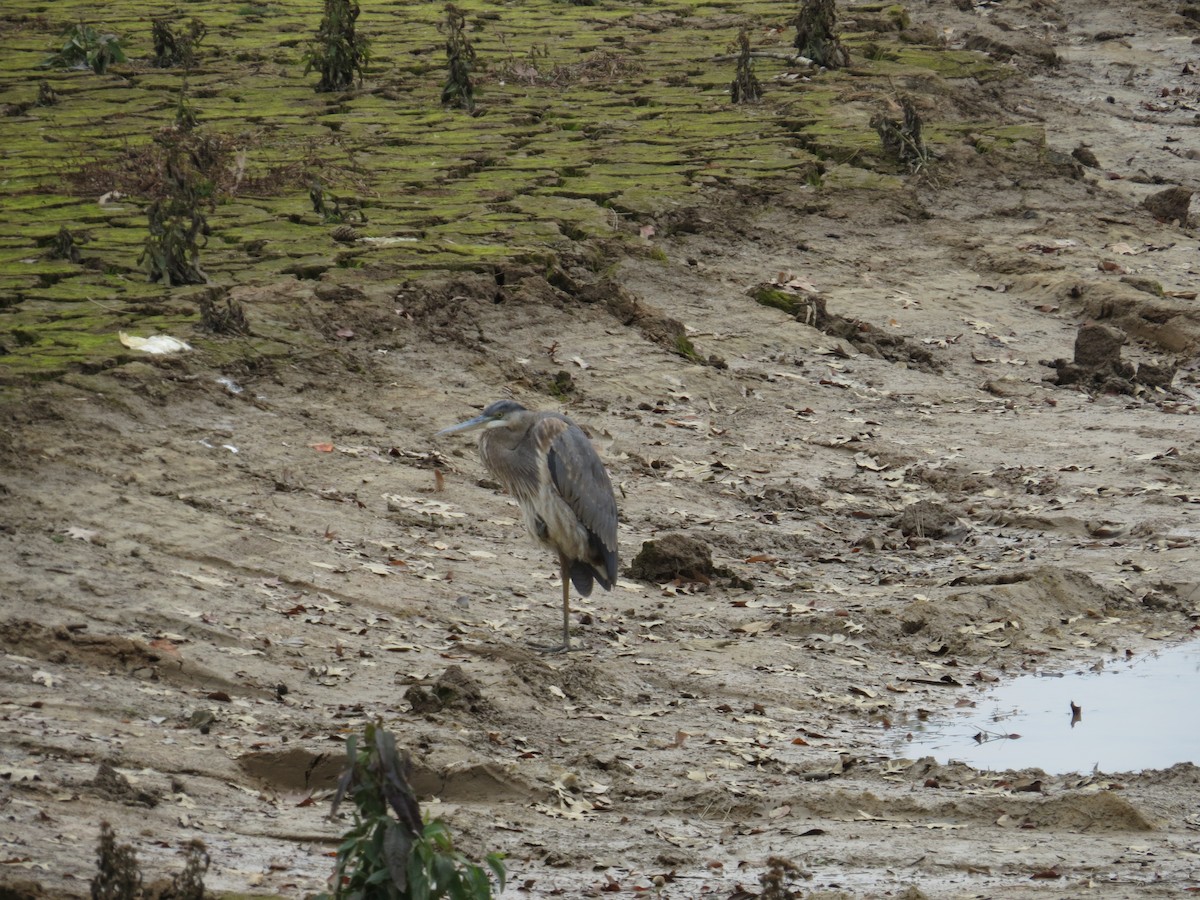 Great Blue Heron - ML646365198