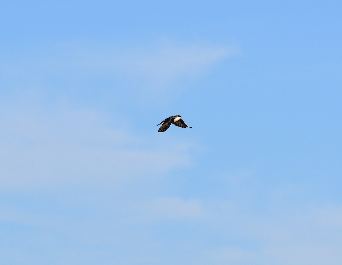 Tree Swallow - ML646365199