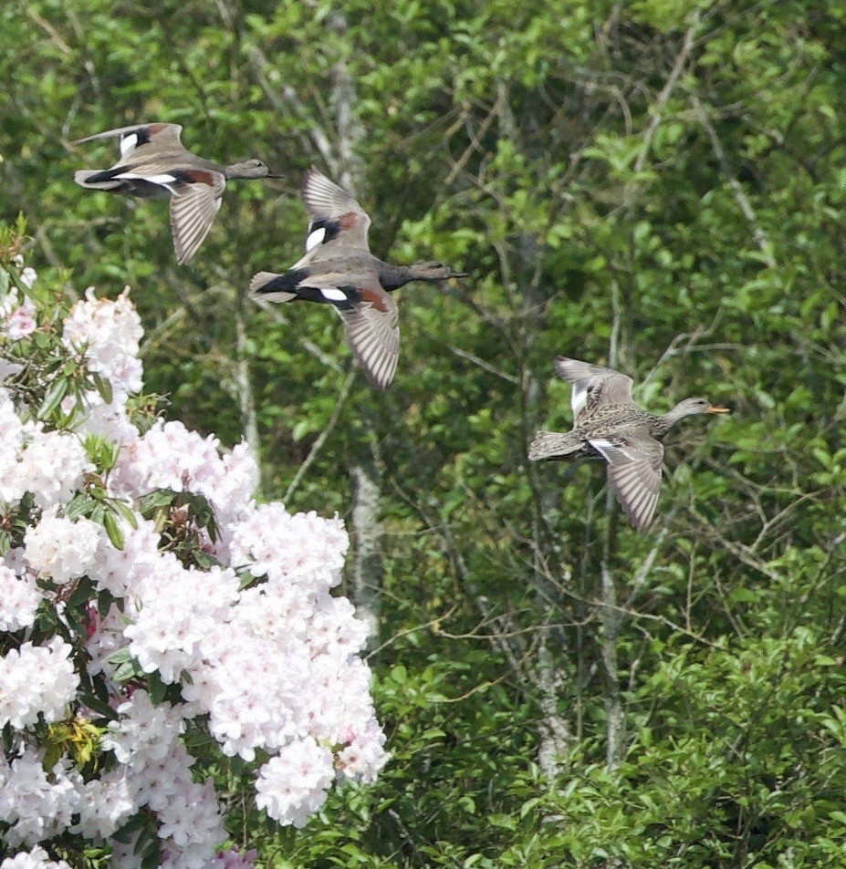 オカヨシガモ - ML646365202