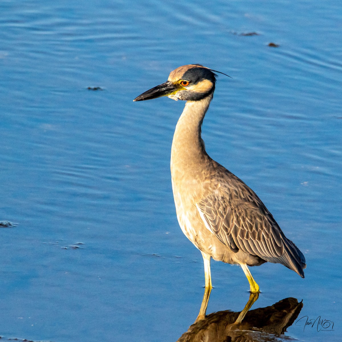 אנפת לילה צהובת-כיפה - ML646365204
