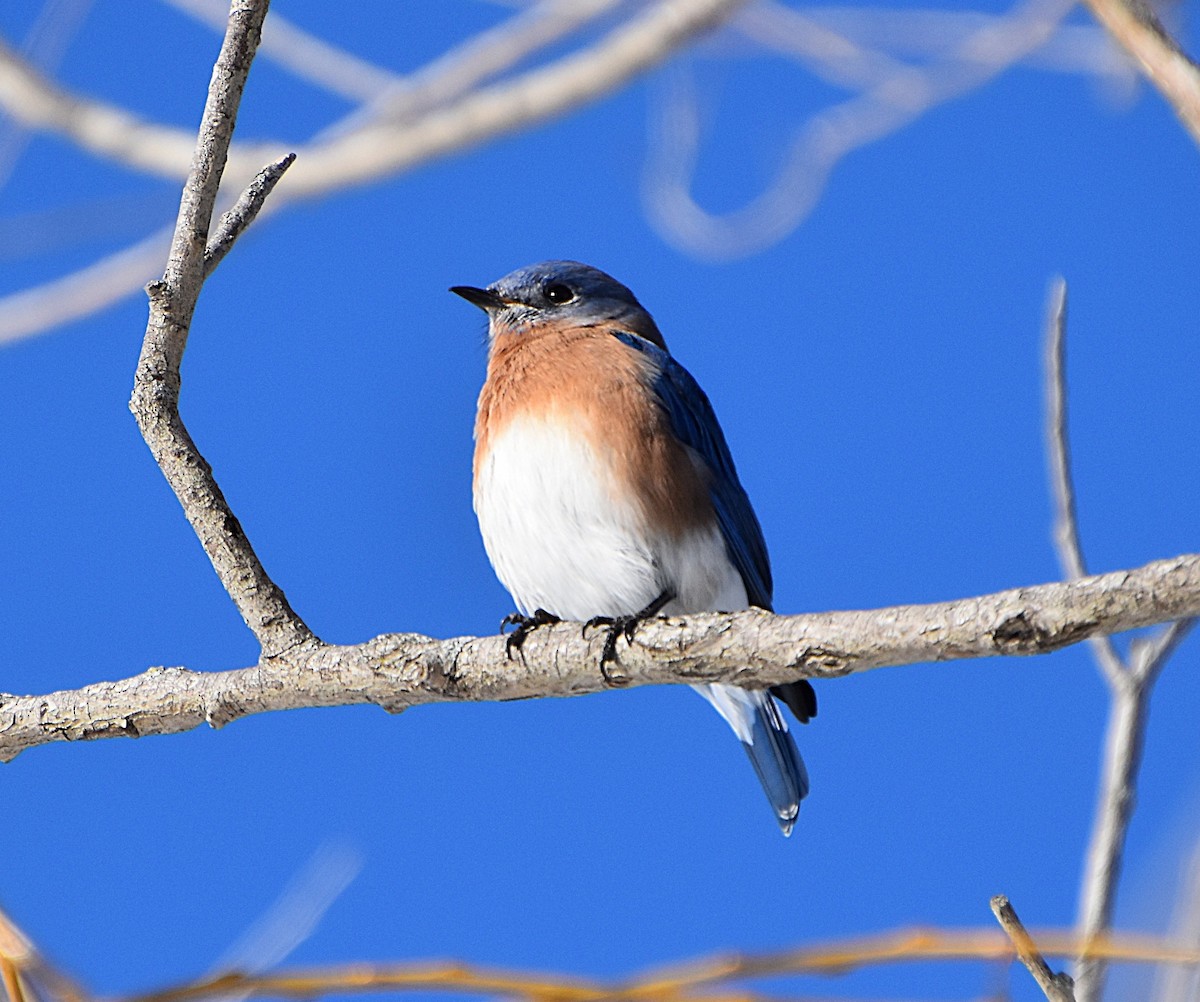 Eastern Bluebird - ML646365205