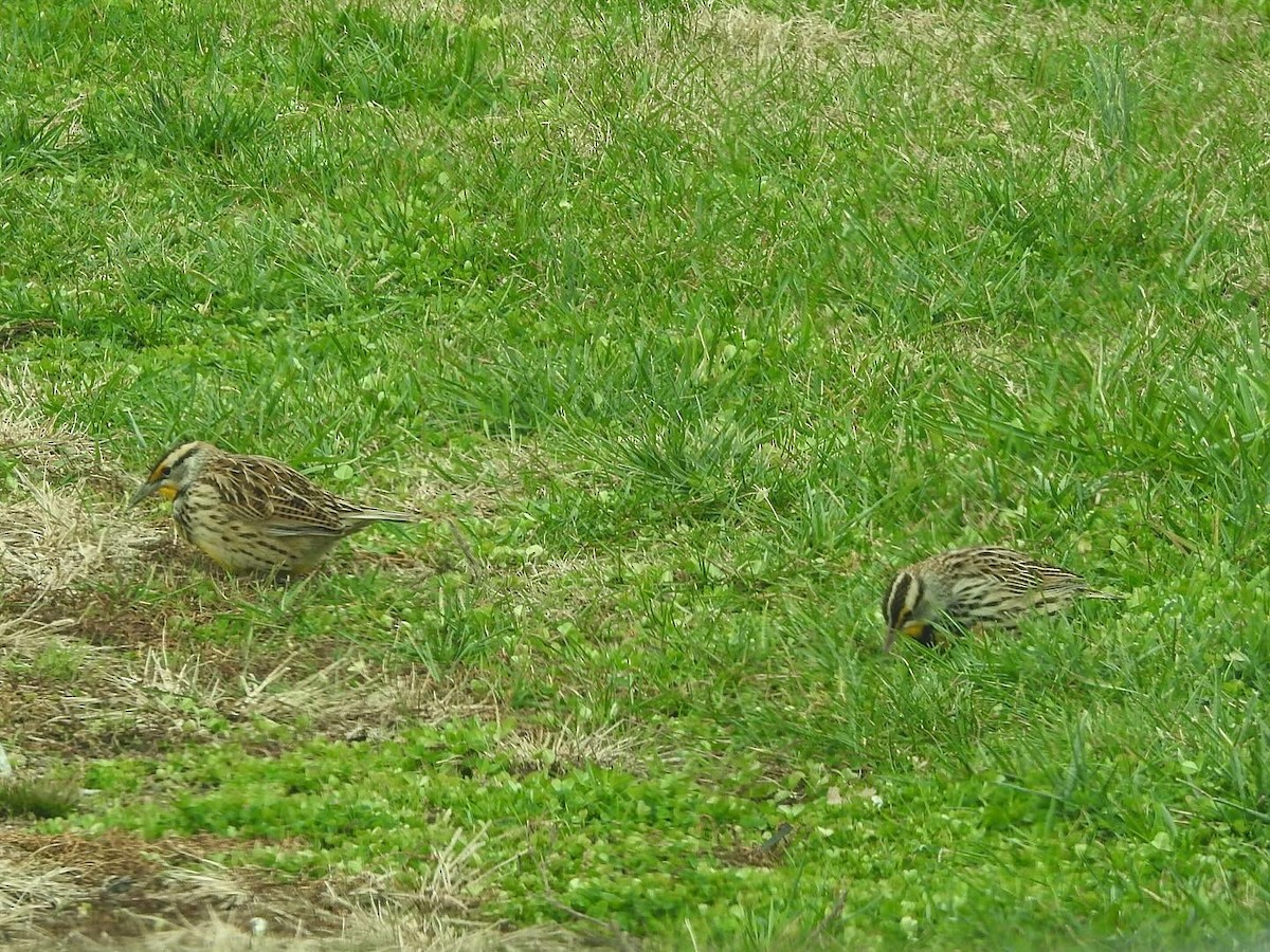 Eastern Meadowlark - ML646365206