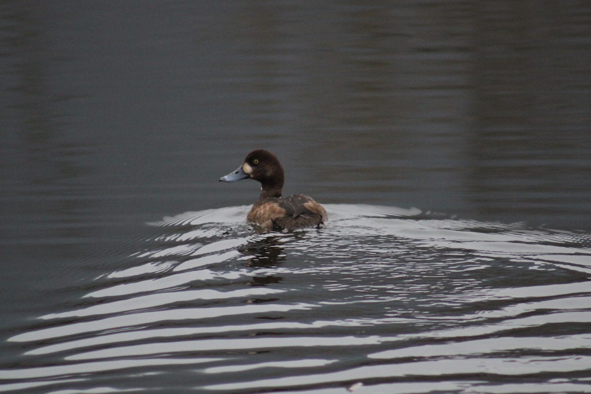 Fuligule milouinan - ML646365207