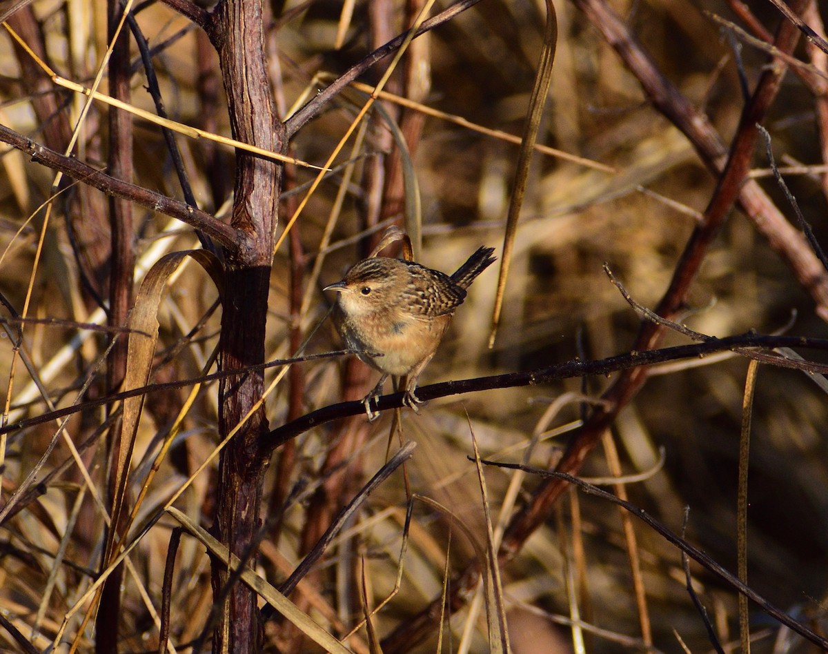 Sedge Wren - ML646365212