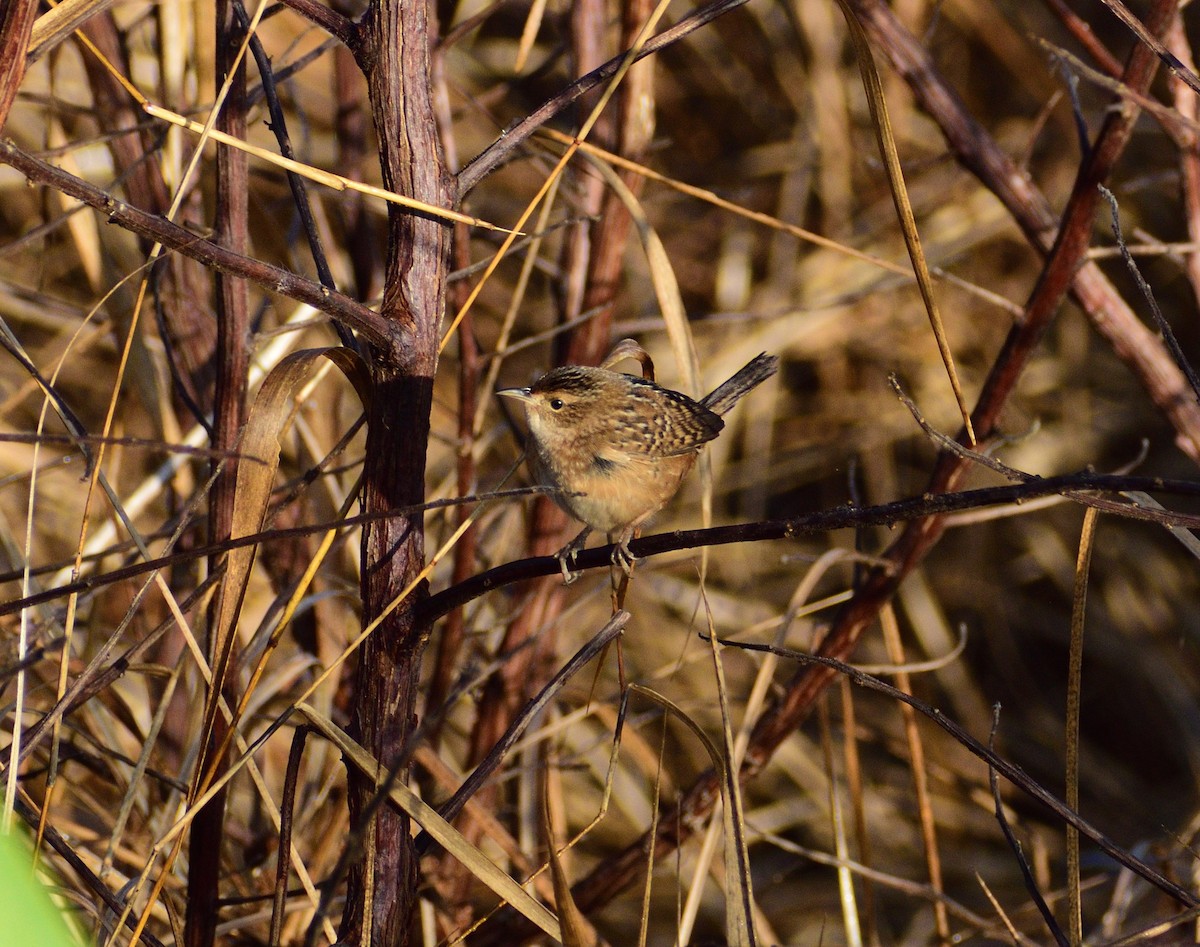 Sedge Wren - ML646365213