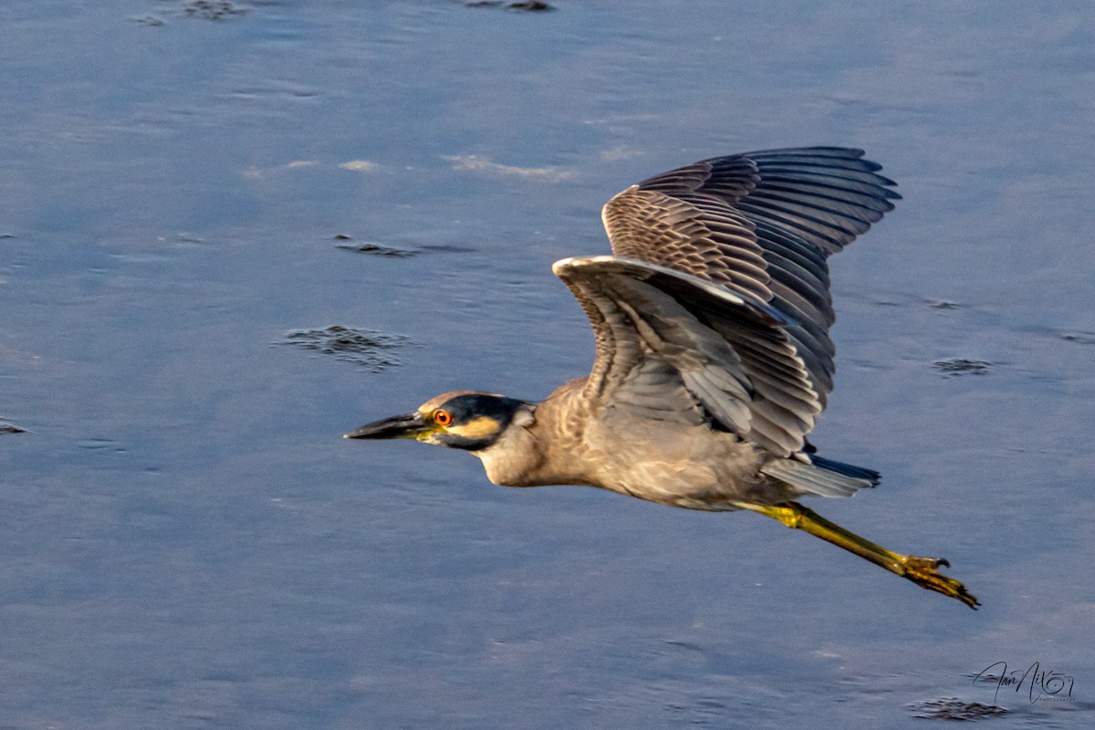 אנפת לילה צהובת-כיפה - ML646365214