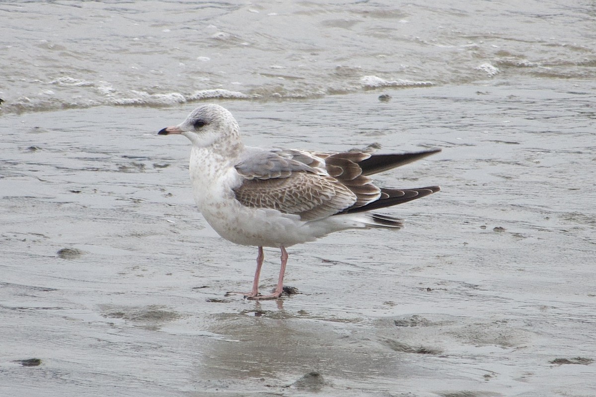 racek bouřní - ML646365215