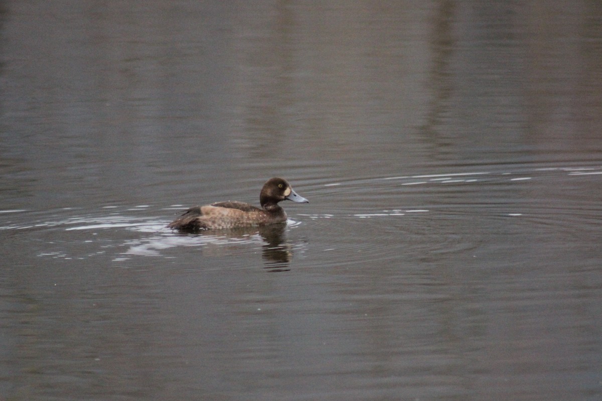 Fuligule milouinan - ML646365222