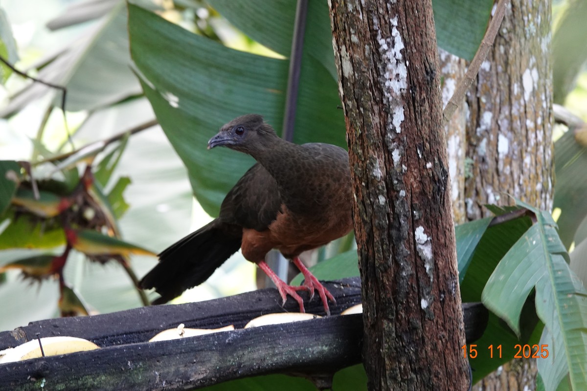 Sickle-winged Guan - ML646365223