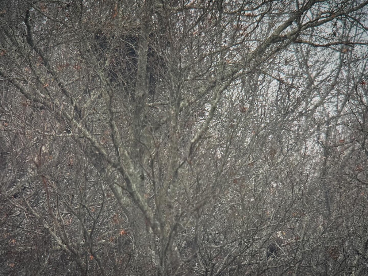 Bald Eagle - ML646365232