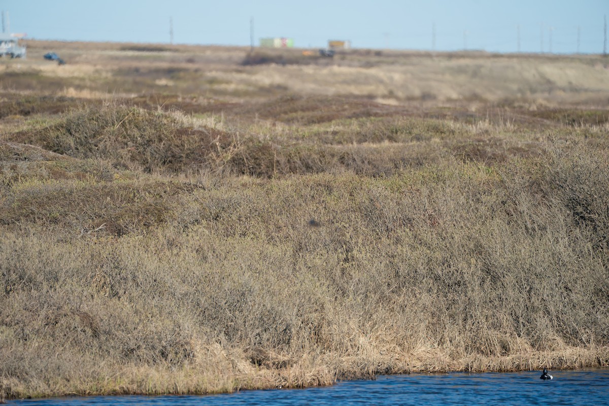 Fuligule milouinan - ML646365233